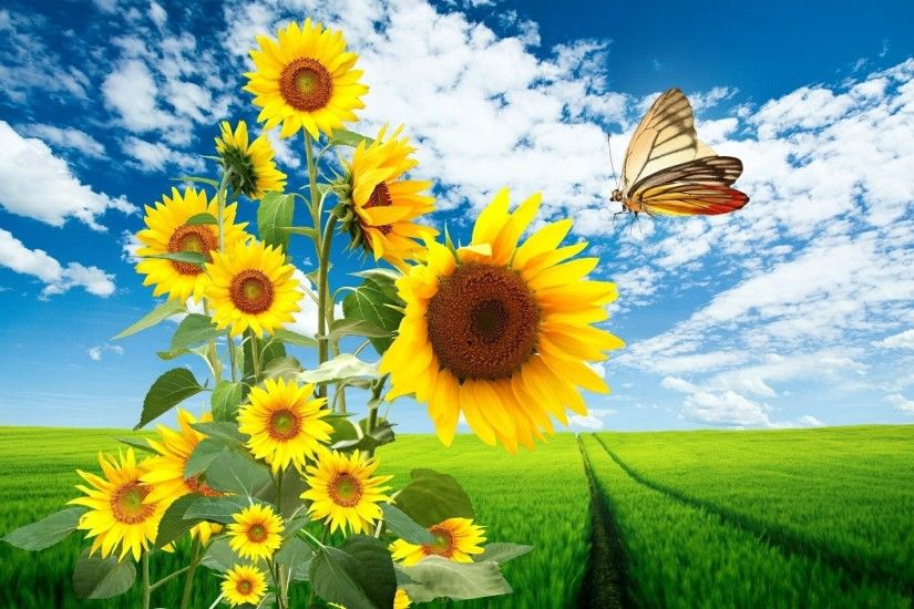 Sun flowers butterfly nature wallpapers 39728 1920x1200