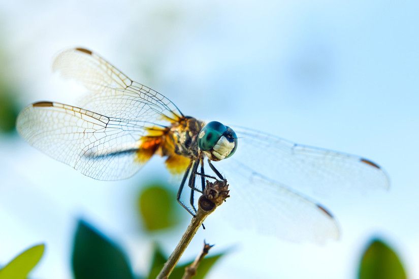 Awesome Dragonfly Wallpaper 39236