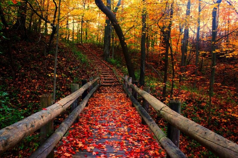 Autumn, Scenery,wooden, Bridge, And, Stairs, In, The, Forest, Cool Photos,  Road, Wallpaper, 2560Ã1600 Wallpaper HD