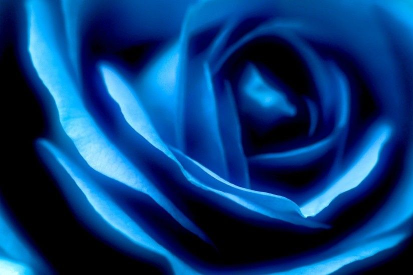 September 7, 2016 - Flower Swirls Swirl Blue Rose Wallpaper Flowers for HD  16: