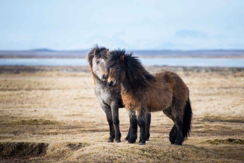 2 beautiful Icelandic horses in this picture took by the talented  photographer - Robin Kamp - in a journey through Iceland Â· If you like this  new wallpaper ...