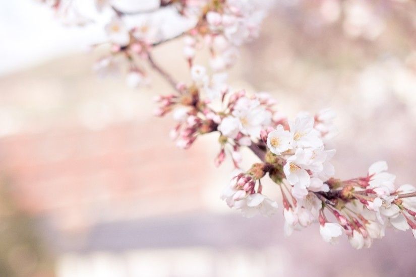 tree nature branch blossom plant flower petal bloom floral food spring  produce pink season cherry blossom