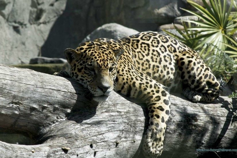 Animal Pictures Jaguar Animal background ...