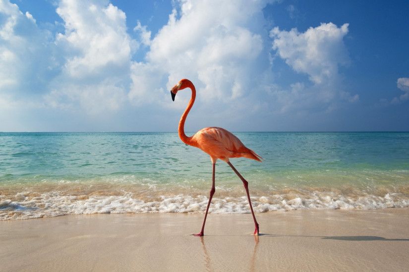 wave, ocean, flamingo, sun, bayahibe, dominican republic, bird