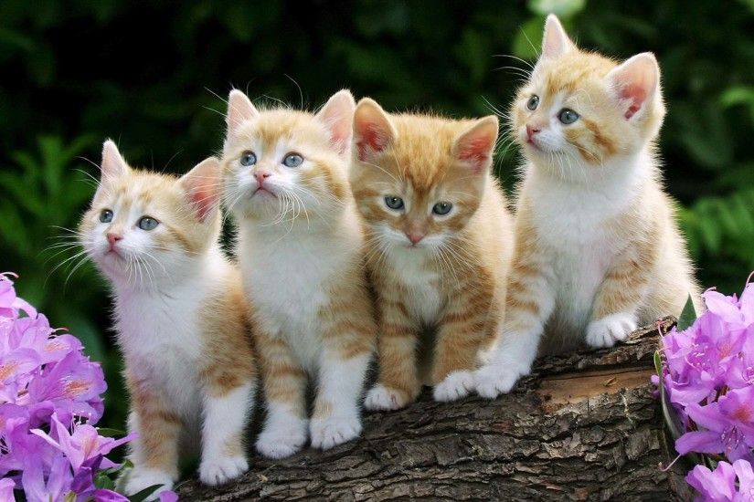 Four Funny Cat HD wallpapers - Four Funny Cat