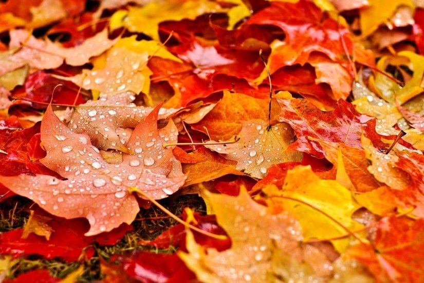 Fall Leaves Wallpapers Hd Resolution