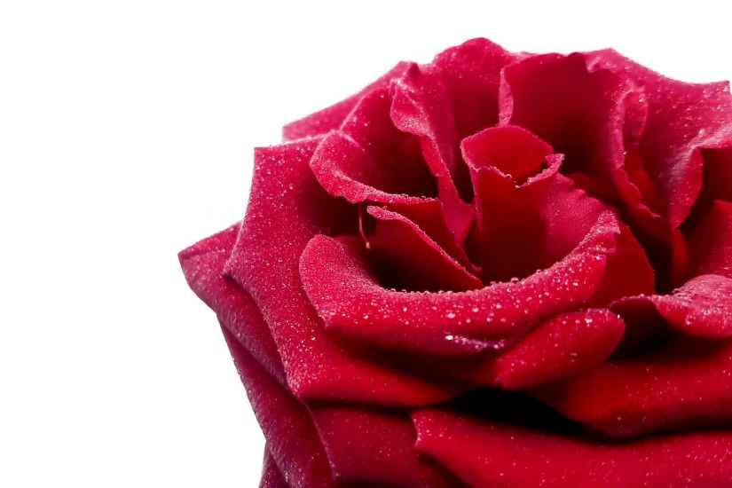 Red rose with water drops rotating on white background. Looped video Stock  Video Footage - Storyblocks Video