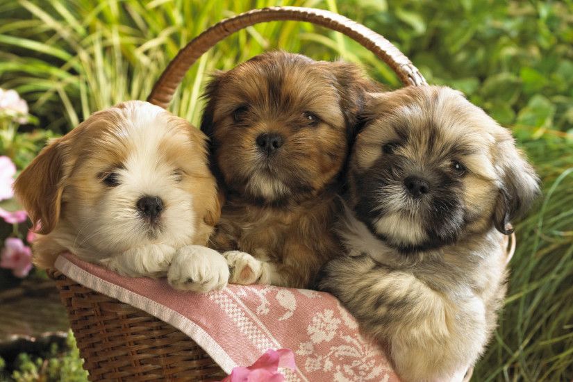 Cute Puppies Wallpaper 15452
