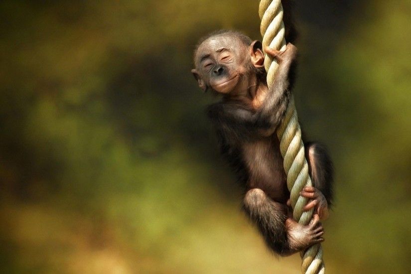 Preview wallpaper monkey, rope, animal 1920x1080