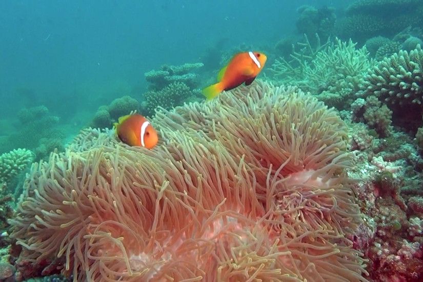 Anemone actinia and bright orange clown fish on seabed underwater of  Maldives. Swimming in world of colorful wildlife. Inhabitants in search of  food.