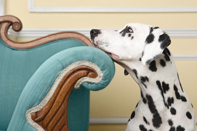 Sad Dalmatian Dog Wallpaper HD 10418
