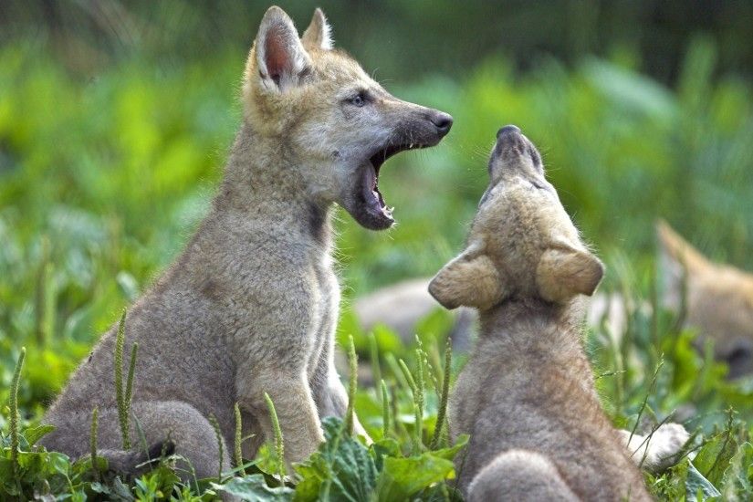animals, Baby Animals, Nature, Wolf, Field, Yawning Wallpaper HD
