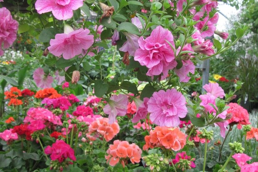 January 16, 2017 - Greenhouse Photography Day Orange Pink Flowers Green  Garden Flower Wallpaper Macbook