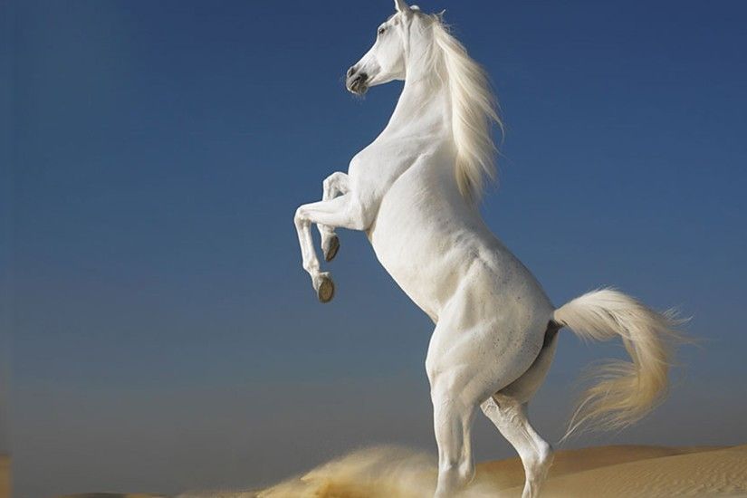 white horse best hd desktop wallpapers free hd desktop wallpapers 4k tablet  1920Ã1080 Wallpaper HD