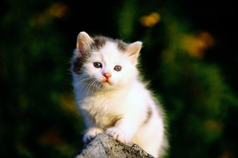 Animals Wallpaper: Cute Cat Wallpapers Images for HD Wallpaper .