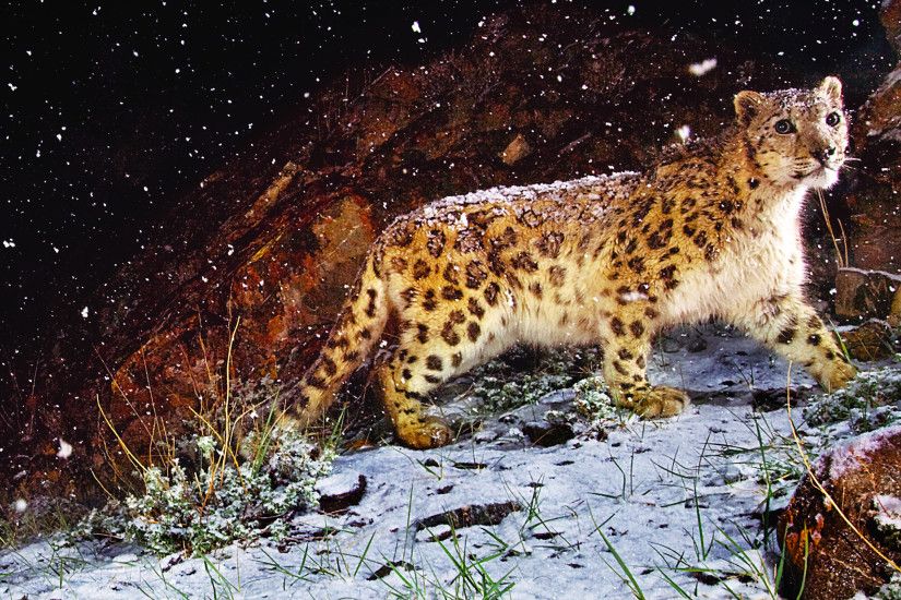 Prowling Snow Leopard wallpapers (59 Wallpapers)