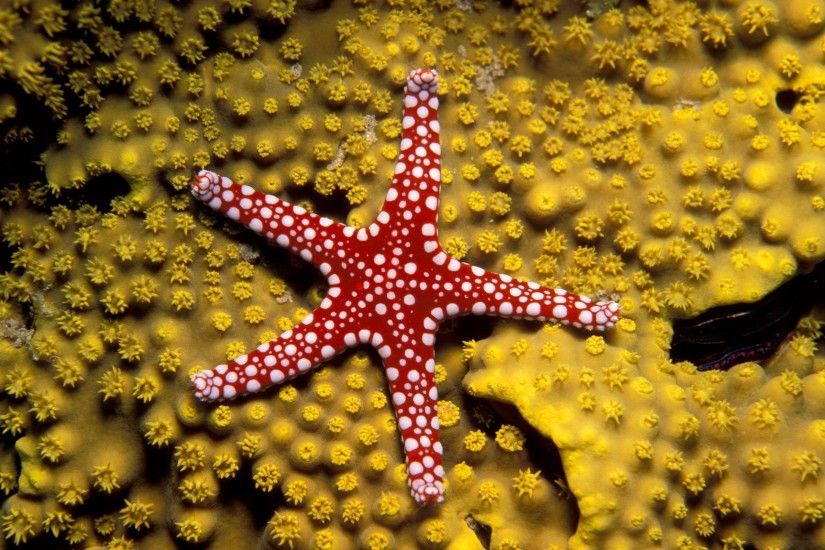 Starfish Wide Wallpaper Background 61205