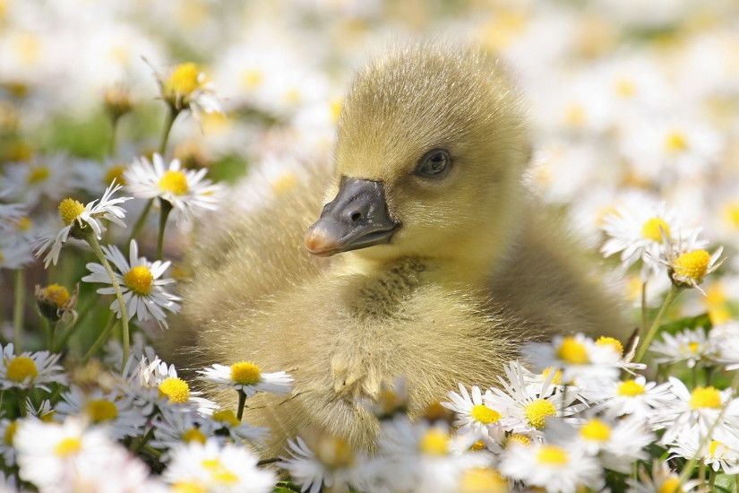 Duck Daisies wallpapers and stock photos