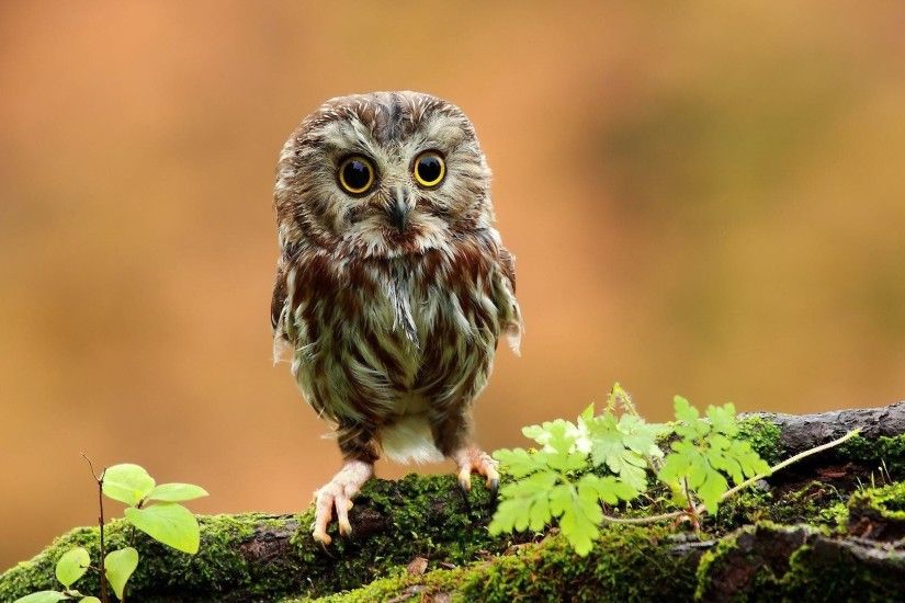 cute owl wallpaper hd