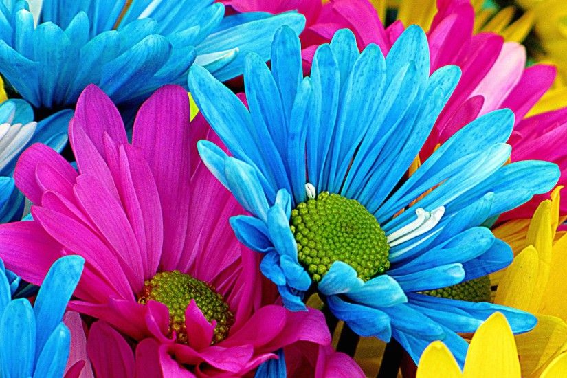Colorful Flower HD Wide Wallpaper for Widescreen (51 Wallpapers)