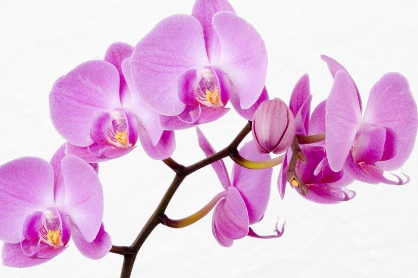 Purple Orchids Wallpaper