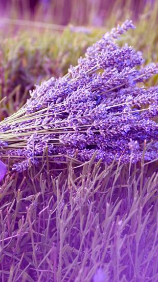 Lavender Galaxy Note 3 Wallpapers