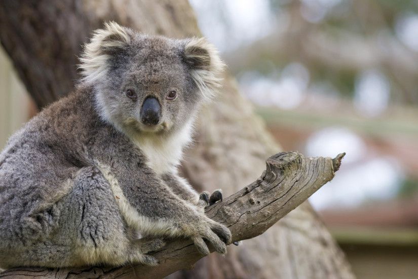 ... cute baby koala wallpaper ...