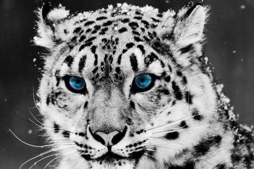 Leopard Wallpapers Leopard Pics for Desktop Handpicked