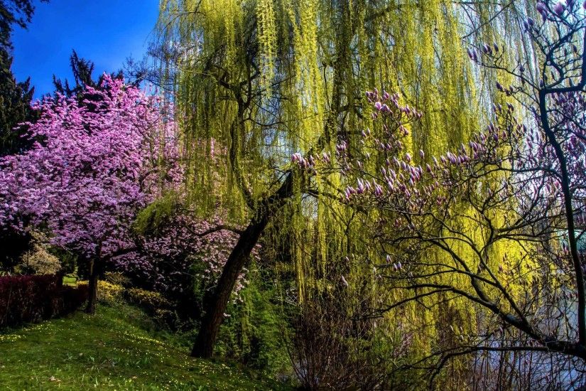Trees Spring Nature Flowering Wallpaper 3D For Desktop Free Download
