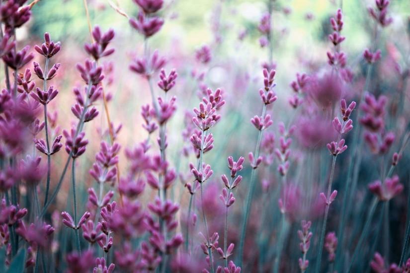 Lavender Wallpaper: Bokeh Light Flowers Lavender Purple Field Hd ..