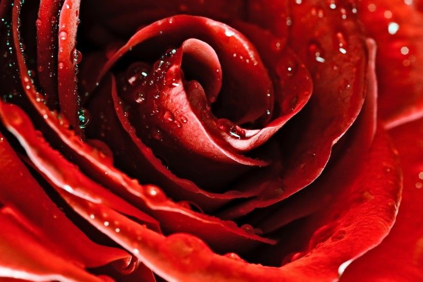 3840x2160 Wallpaper drops, red rose, flower, petals, bud