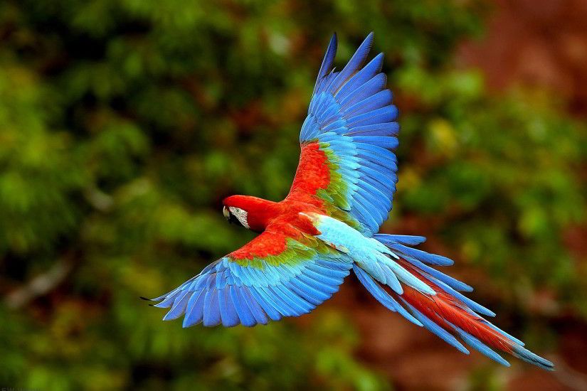 Flying Macaw | Flying parrot Wallpapers Pictures Photos Images