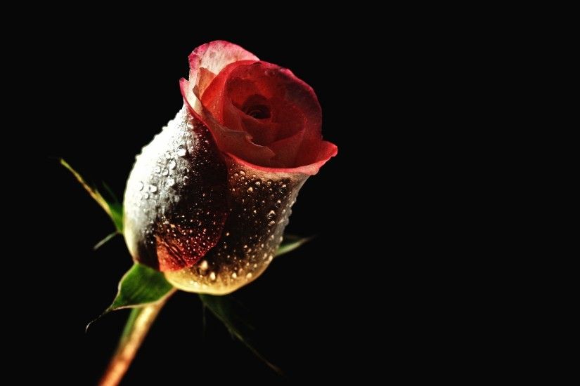 Red Rose With Black Backgrounds Wallpaper
