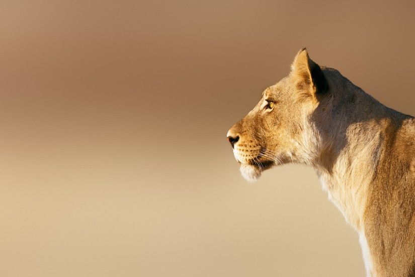 Beautiful Lioness HD Wallpaper – Lioness Desktop Photo