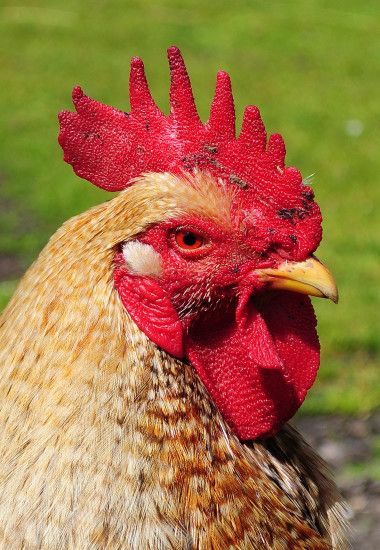 Animal, Agriculture, Farm, Chicken, High Quality Animal Photos, Wild Life,  Widescreen Pictures Of Animals, Pets, Animal Wallpapers Of Windows, ...