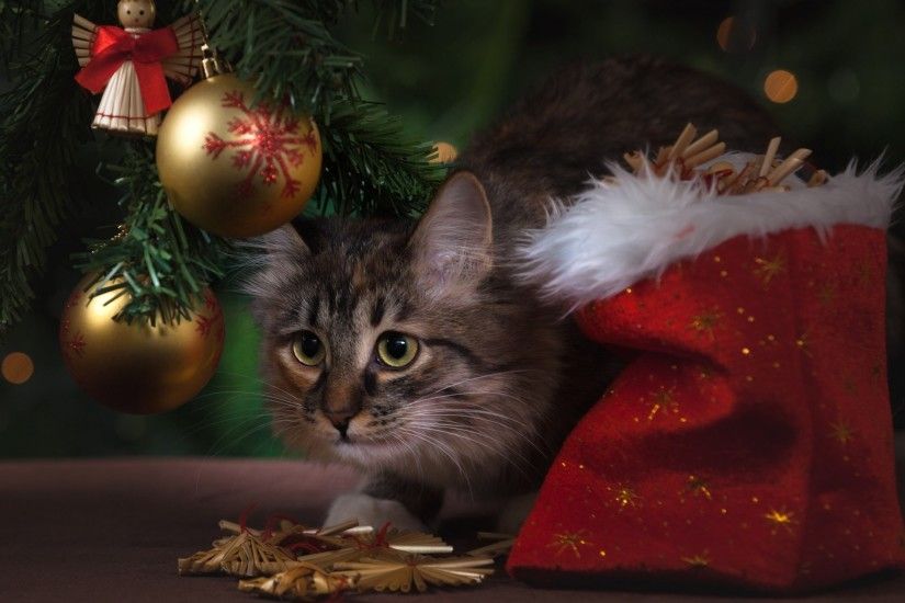 Kitten, Cute, Christmas, Cats