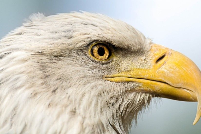 bald eagle : High Definition Background