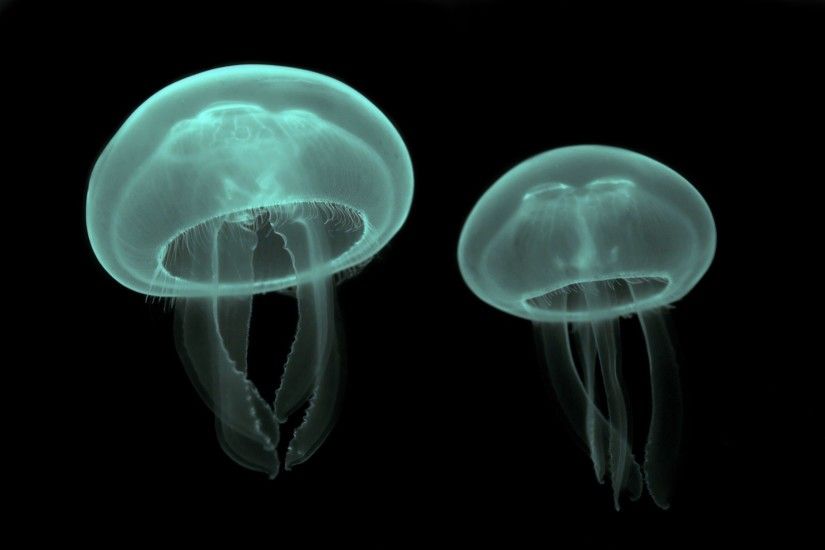 Bulb Jellyfish Desktop Background. Download 1920x1280 ...