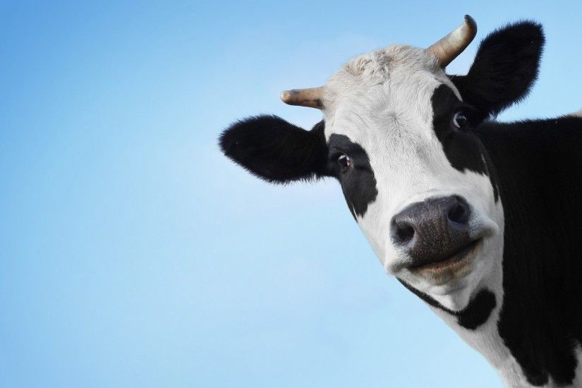 Funny Cow Face Wallpaper 15181