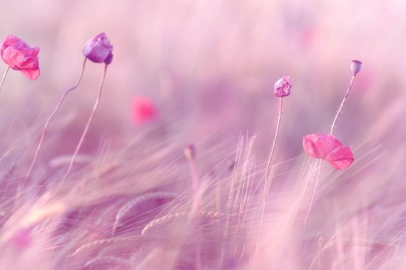 Download Beautiful our 22Flowers Hd Wallpapers Pink