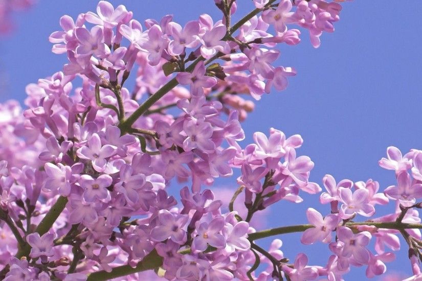 Gallery for Lilac Tree. Images for Gt Lilac Tree Wallpaper