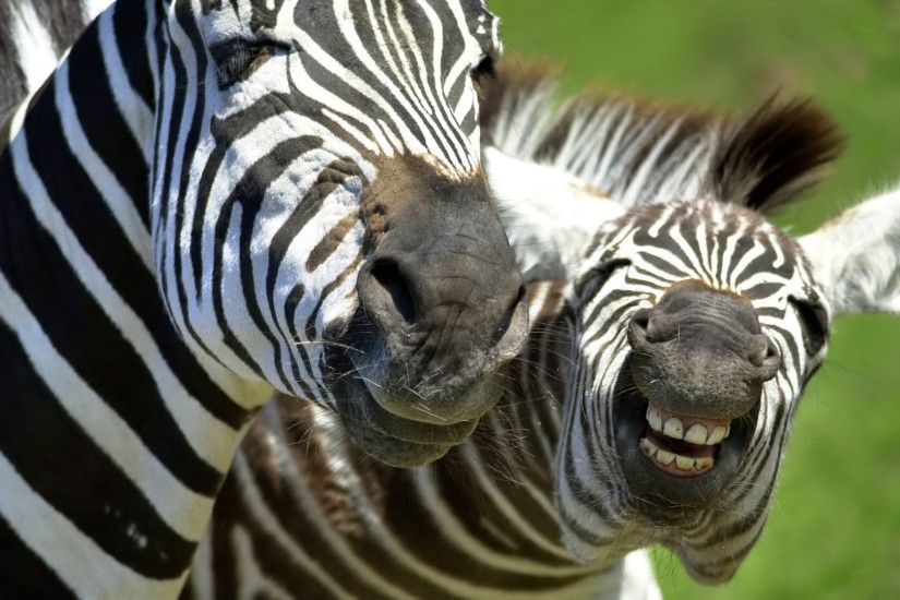 Zebras-African-Animals-Wallpaper