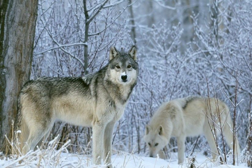 White Wolf : Breathtaking photos of wolves in the woods during the ... Wolf  Wallpapers ...