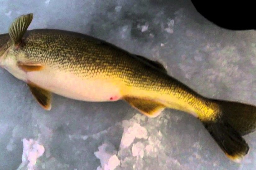 Ice Fishing Door County Walleyes, Big 10 pound walleyes, Sturgeon Bay, Ice  Fish Green Bay, - YouTube