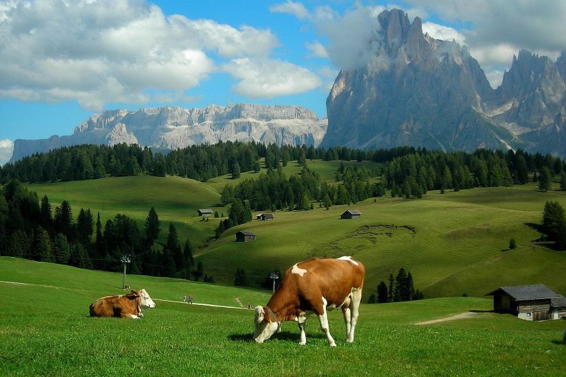 walking ( #cows #farm #cows #animals ) | H U M Î Nâ¢ | Ð½ÏÐ¼anÎCOUSTICSâ¢ |  Ð½2TVâ¢ | HÎVE YOU HERD THE MOOS? | Pinterest | Cow and Wallpaper backgrounds