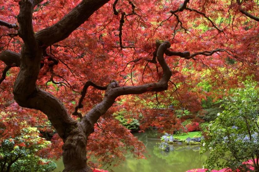Home > Nature > Landscapes > Autumn Nature Desktop Backgrounds