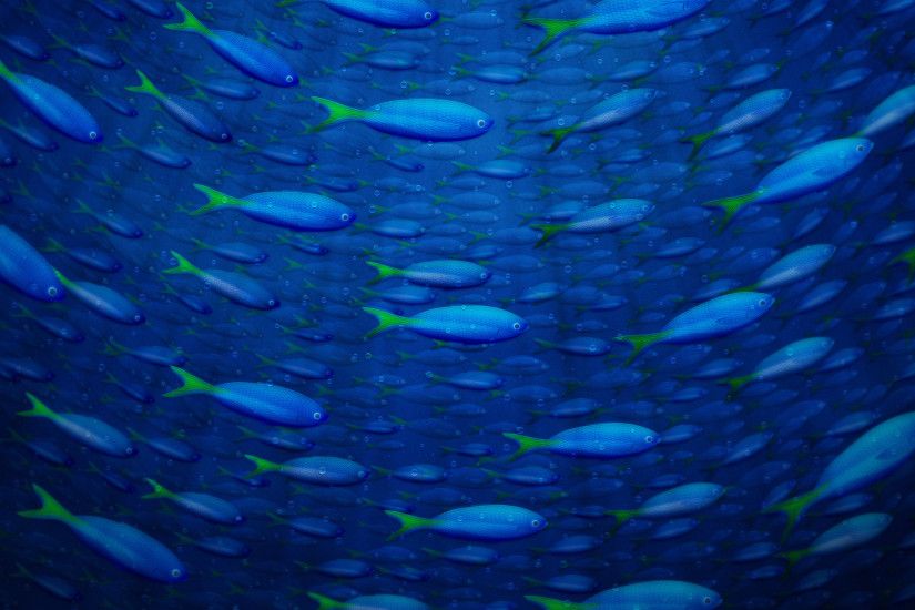 Underwater Fish