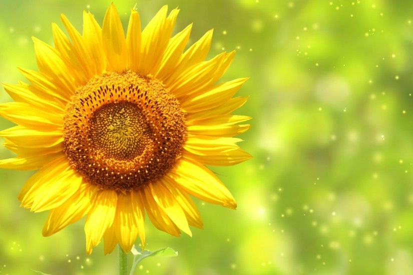 yellow sunflower. Â«Â«