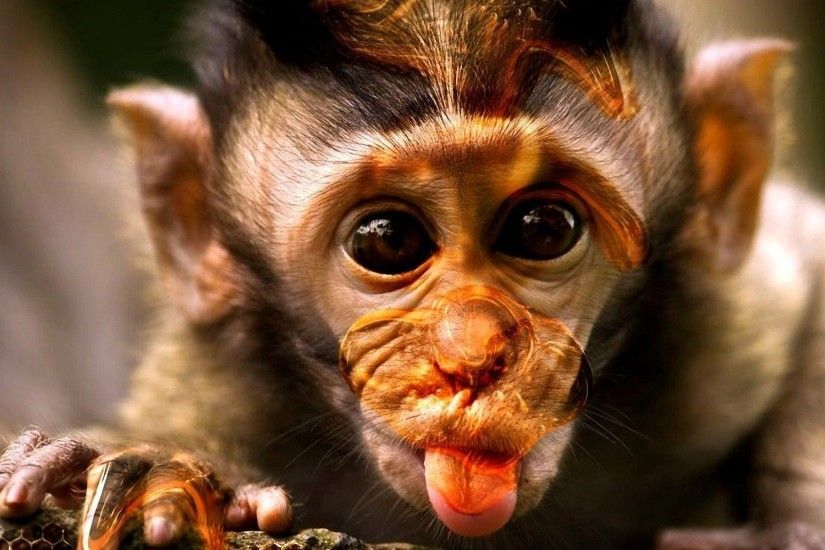 Funny Monkey Pictures Wallpapers Wallpaper HD Wallpapers | Wallpapers For  Desktop | Pinterest | Funny monkeys, Monkey and Wallpaper