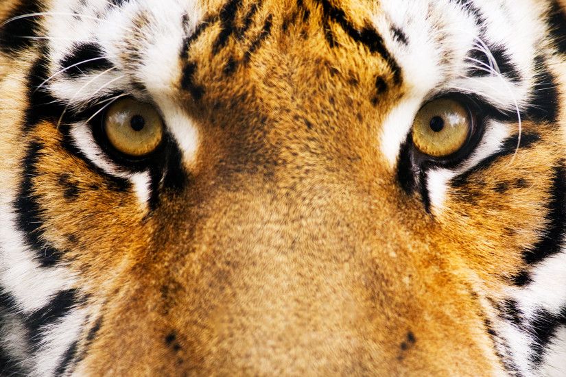 Tiger Eyes wallpaper